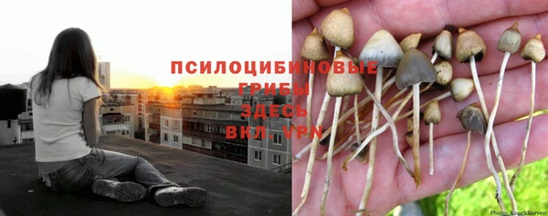 PSILOCYBIN Беломорск