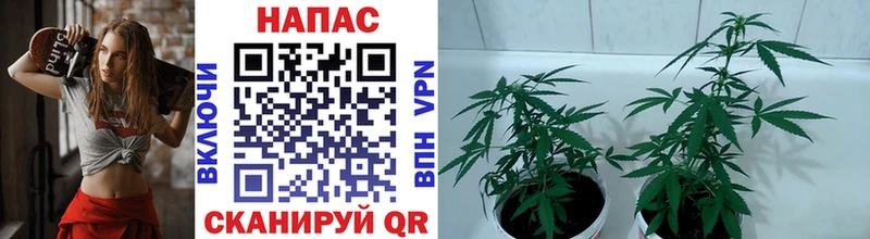 Бошки Шишки планчик  Пионерский 